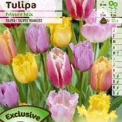 Tulipán Encajes en mezcla